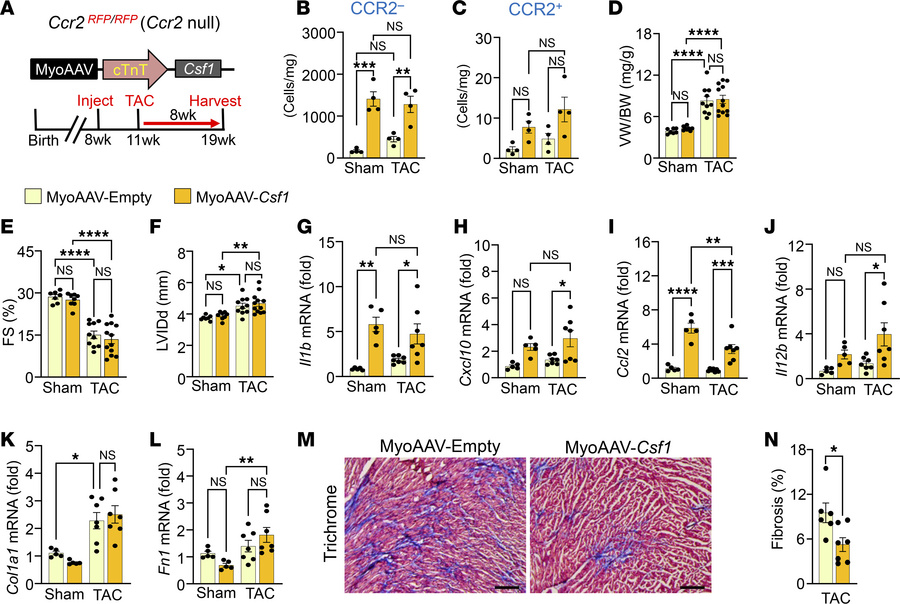 The negative impact of augmented CX3CR1+ resident macrophages with press...