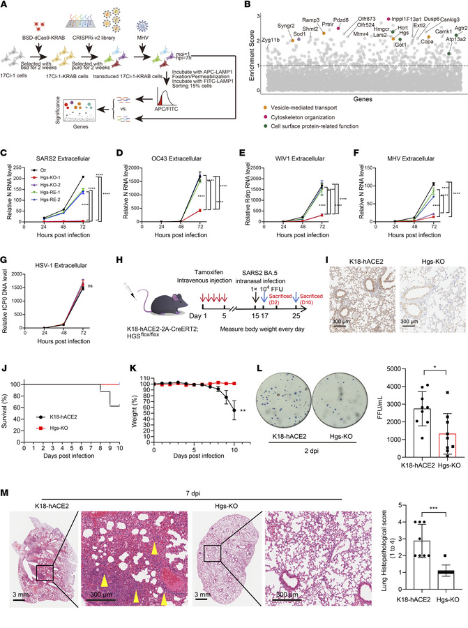 Genome-wide CRISPRi screens identify HGS as a host target for pan-corona...
