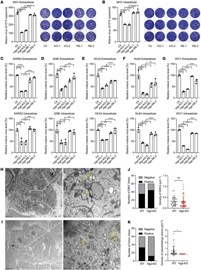 HGS facilitates virion assembly.
(A and B) Plaque assay analysis of extr...