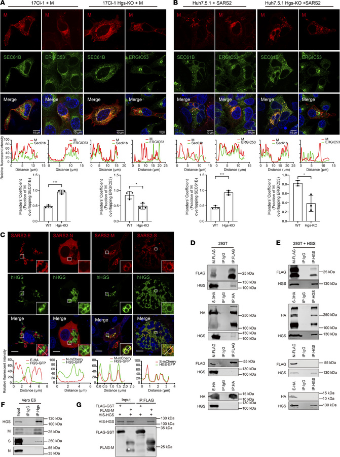HGS interacts with M protein and facilitates its trafficking to ERGIC.
(...