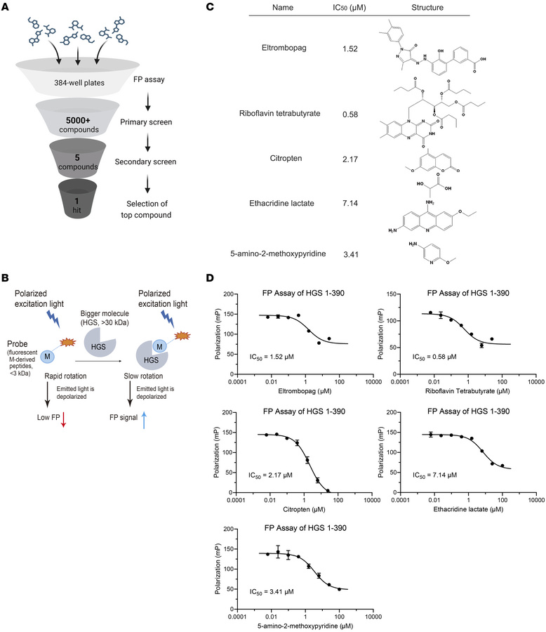 Discovery of a small-molecule inhibitor targeting HGS.
(A) The flowchart...