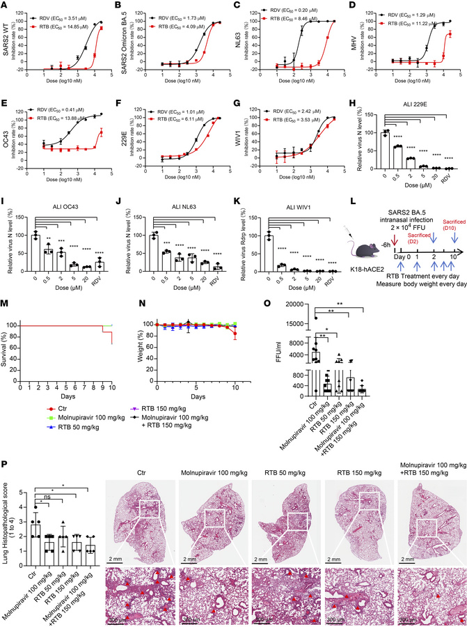 RTB exhibits anti-coronavirus activity in vitro, in ALI-cultured HBEs, a...