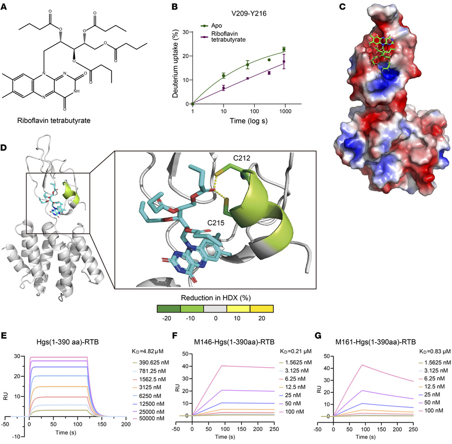RTB directly targets HGS.
(A) The chemical structure of RTB. (B–D) Diffe...
