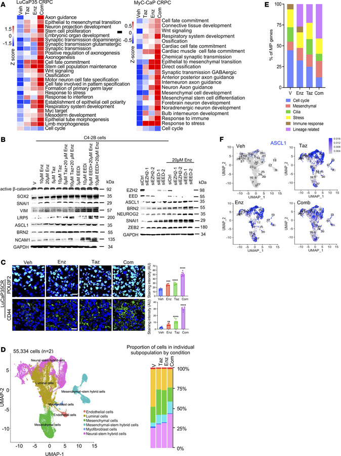 Therapeutic targeting of PRC2/EZH2 and the AR promotes cell state divers...