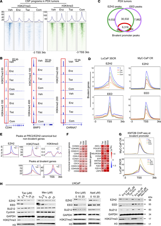 Cotargeting of PRC2 and AR effectively disrupts the functional balance o...