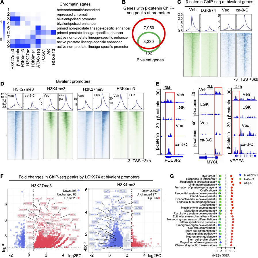 Wnt/β-catenin signaling drives chromatin bivalency changes.
(A) Chromati...