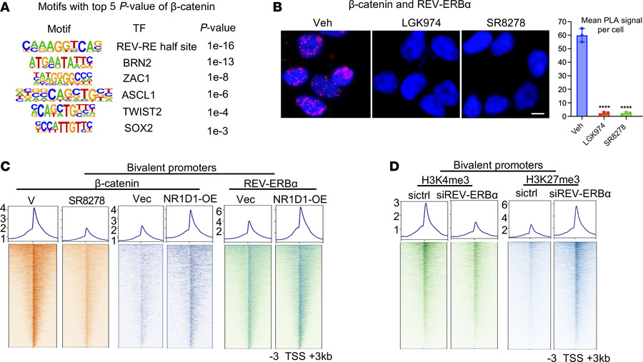 REV-ERBα mediates Wnt/β-catenin function in driving chromatin bivalency ...