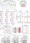 Cotargeting of PRC2 and AR effectively disrupts the functional balance of P