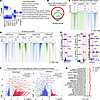Wnt/β-catenin signaling drives chromatin bivalency changes.