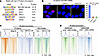 REV-ERBα mediates Wnt/β-catenin function in driving chromatin bivalency cha