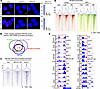 Hyperactive Wnt/β-catenin and REV-ERBα promote KMT2B function and antagoniz