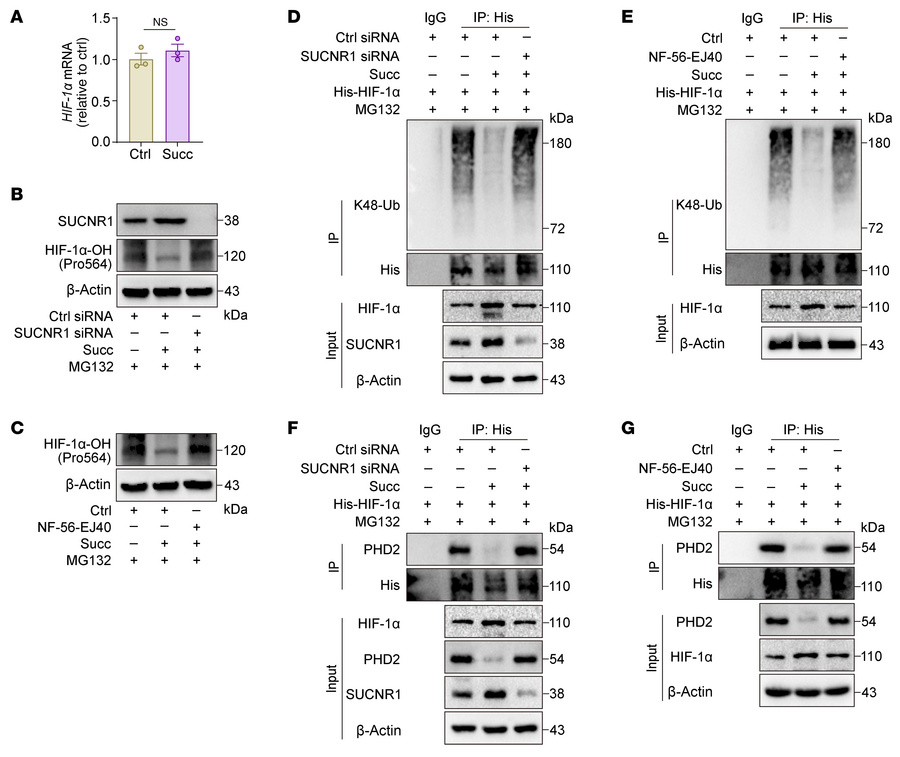 Succinate enhances HIF-1α stability through SUCNR1.
(A) The mRNA level o...