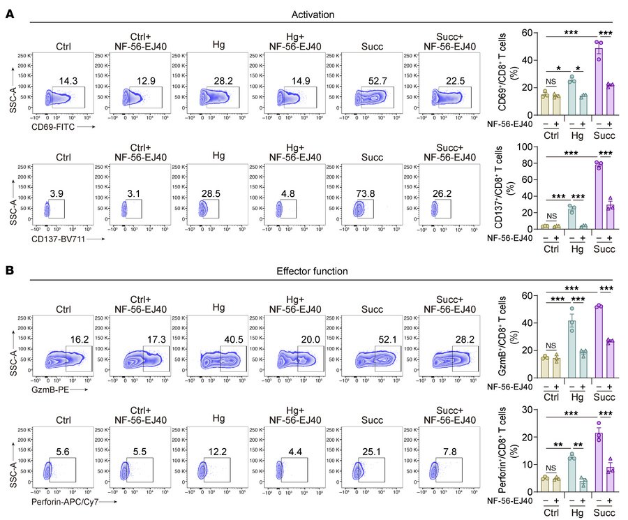 SUCNR1 mediates succinate-induced activation of CD8+ T cells in hypergly...