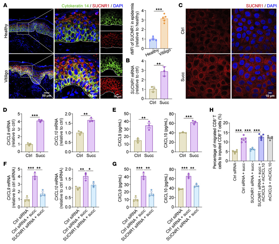 Succinate-induced chemokine secretion via SUCNR1 in keratinocytes promot...