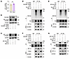 Succinate enhances HIF-1α stability through SUCNR1.