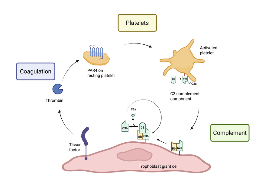 graphical abstract