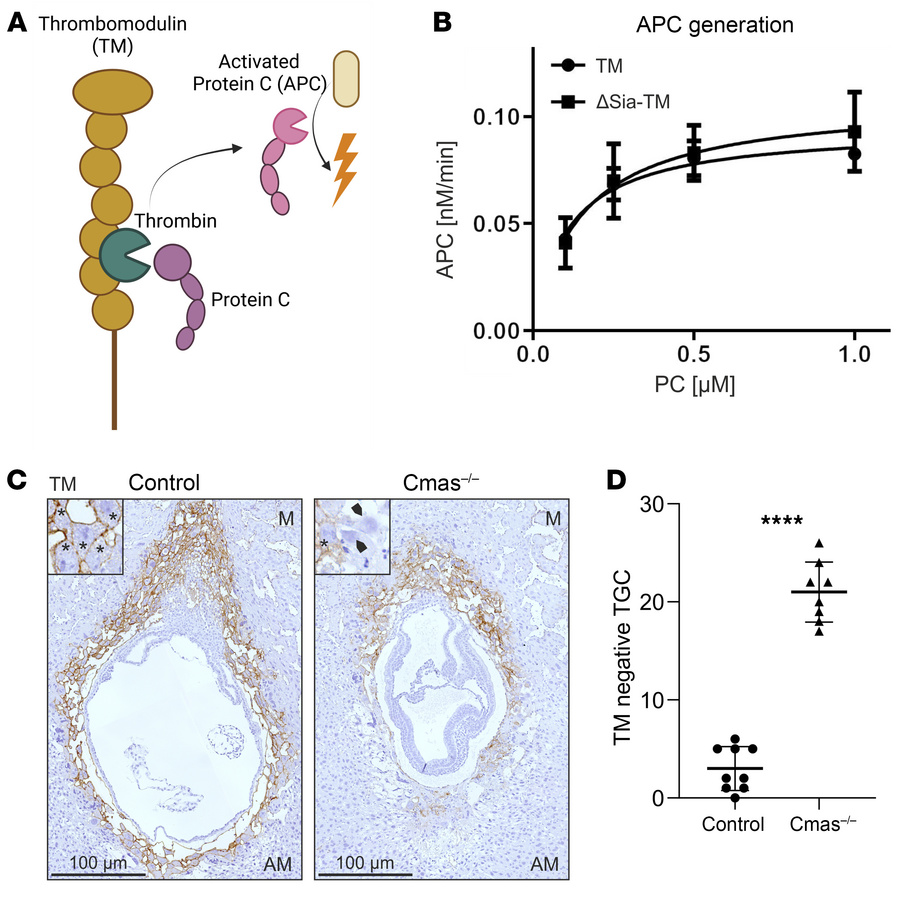 Complement activation results in decreased TM levels.
(A) Schematic repr...