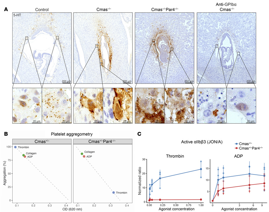 
Par4–/– platelets at the fetal-maternal interface can be activated via ...