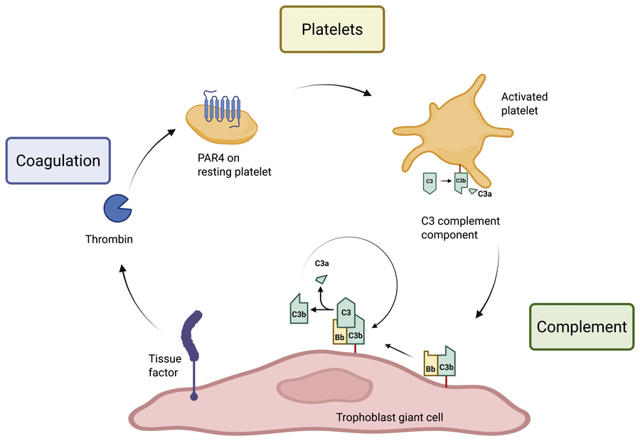 graphical abstract