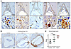 Coagulation and complement regulate maternal blood flow at the developing p