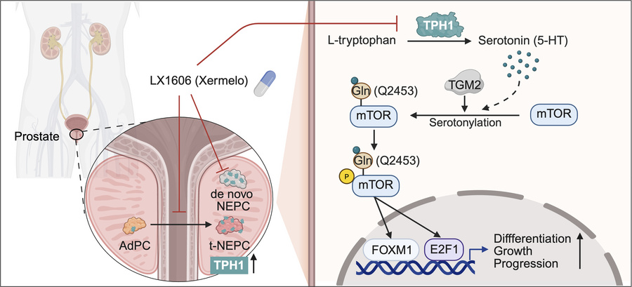 graphical abstract