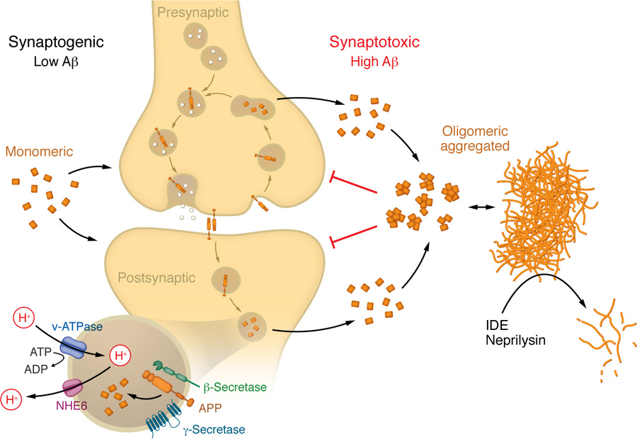 Amyloid-β aggregation state functions as a synaptic homeostatic regulato...