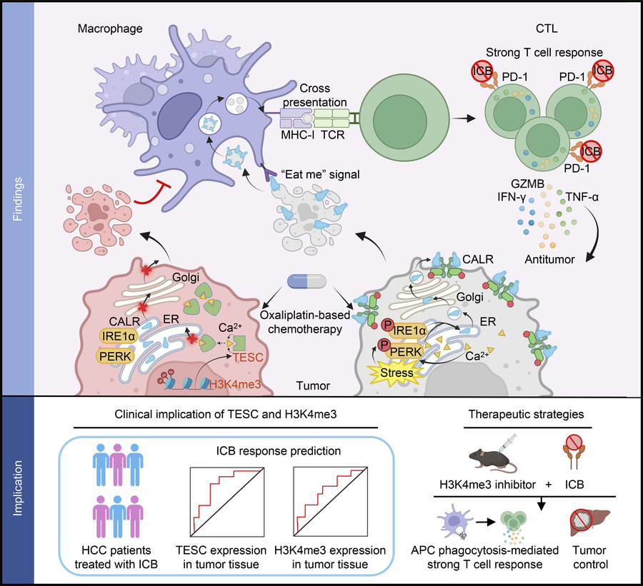 graphical abstract
