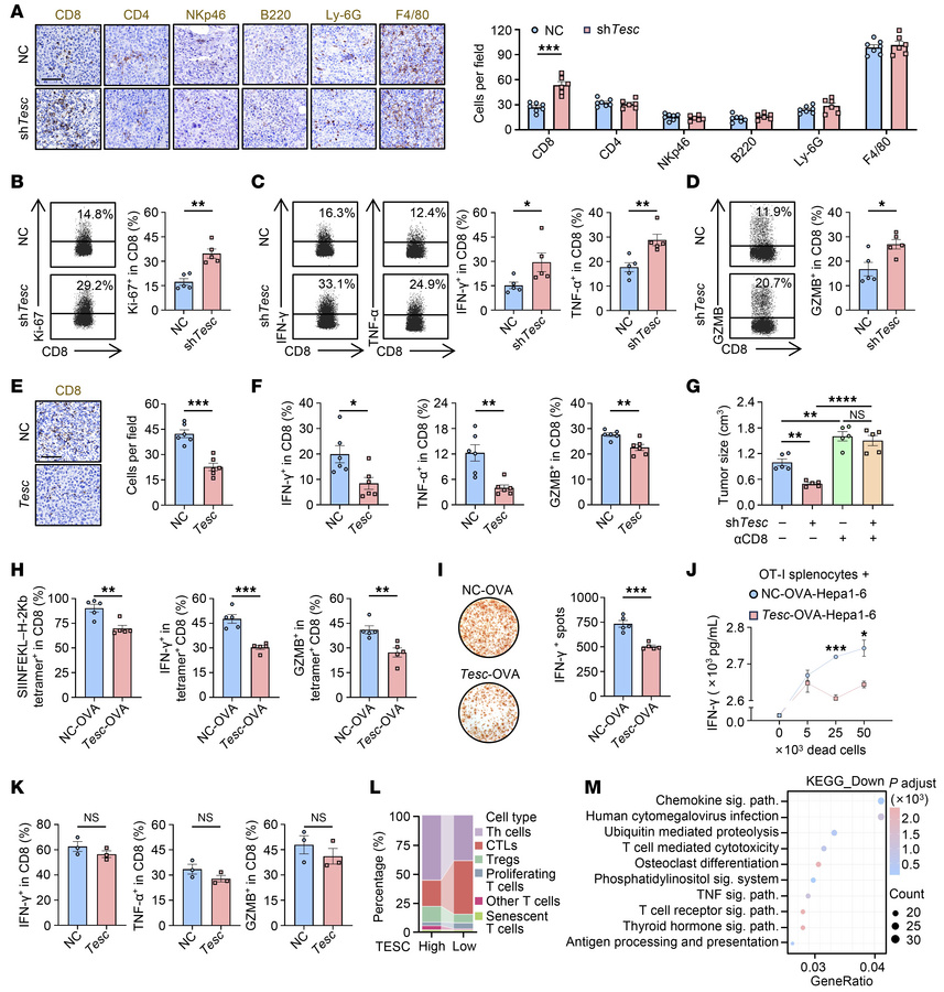 Tumor TESC impairs CD8+ T cell–mediated antitumor immunity.
(A–D) shTesc...