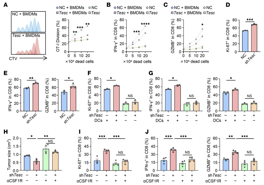 TESC attenuates tumor immunogenicity by disrupting antigen presentation ...