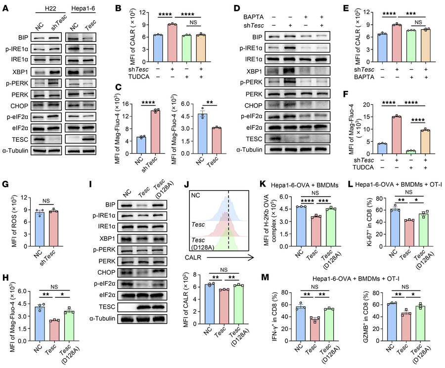 TESC regulates CALR surface exposure by modulating calcium homeostasis a...