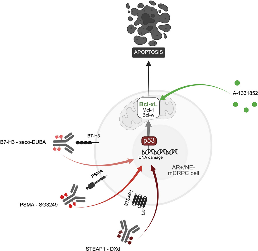 graphical abstract