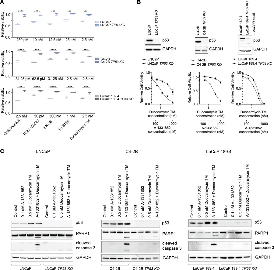 Combination of Duocarmycin TM with A-1331852 induces apoptosis in PC lin...