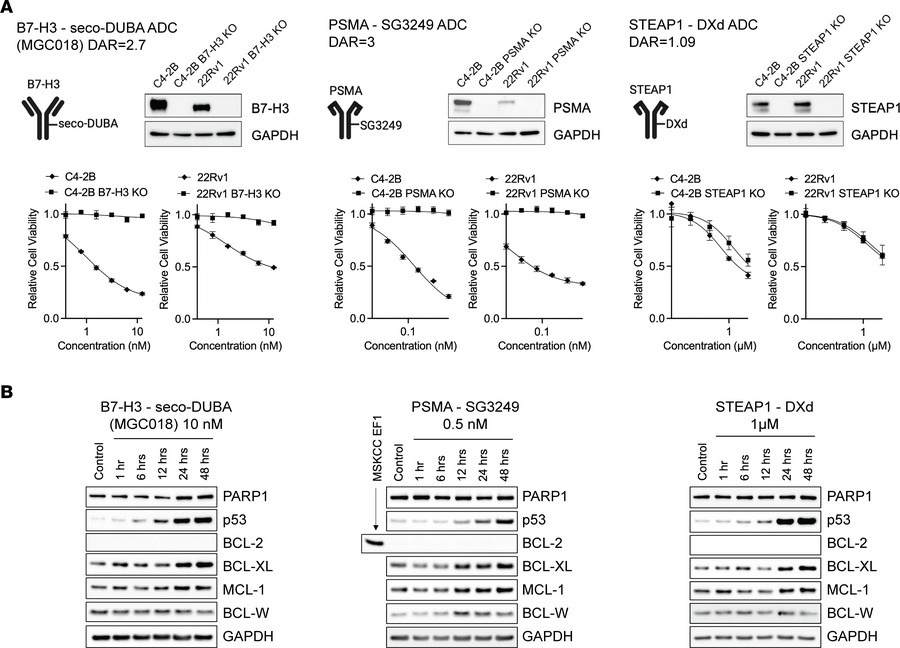 Genotoxic ADCs induce upregulation of anti-apoptotic BCL-2 family protei...