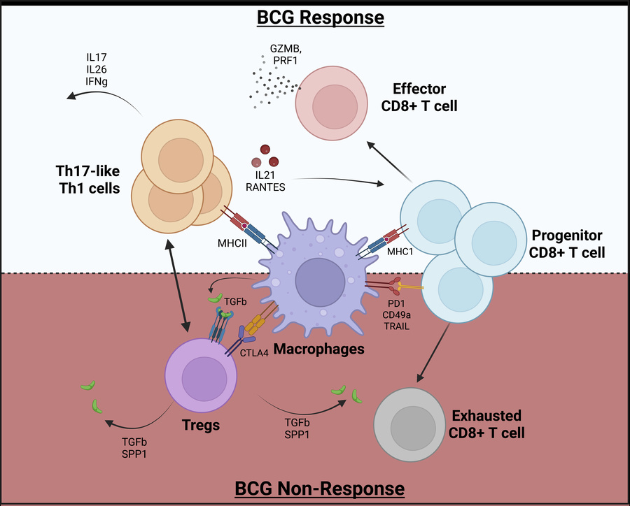 graphical abstract