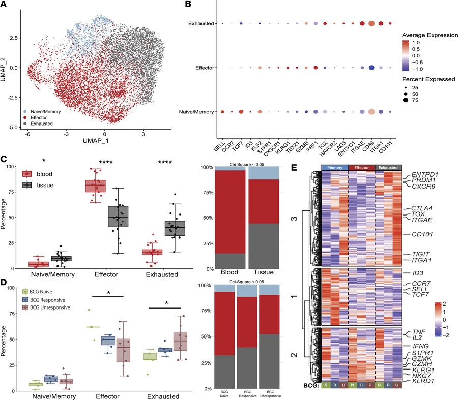 CD8+ T cells demonstrate increased exhaustion in BCG-unresponsive bladde...