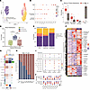 Macrophage polarization and T cell interactions.