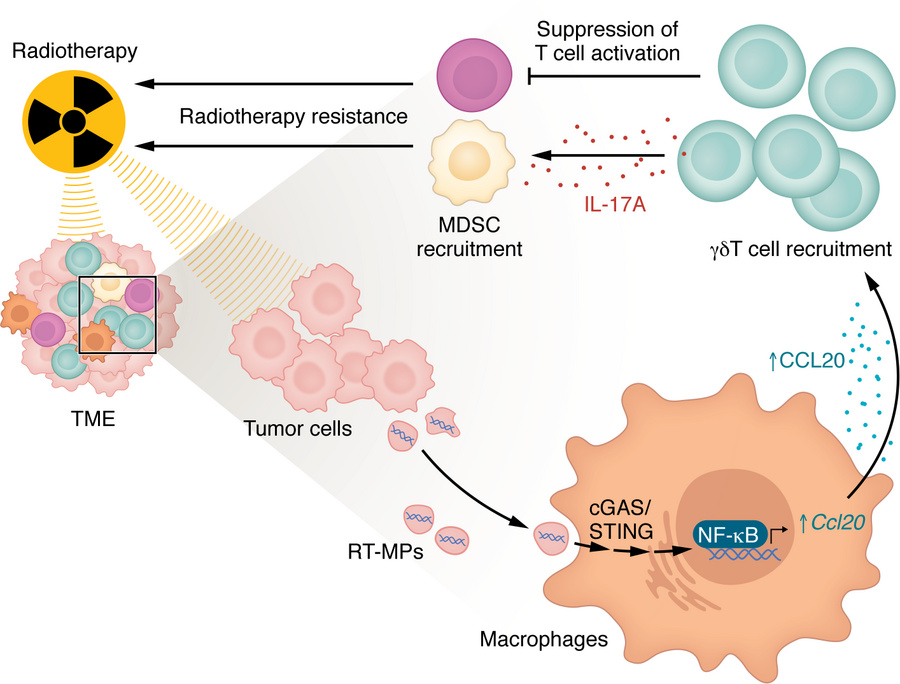 γδ T cell recruitment mediates immune suppression that drives radioresis...