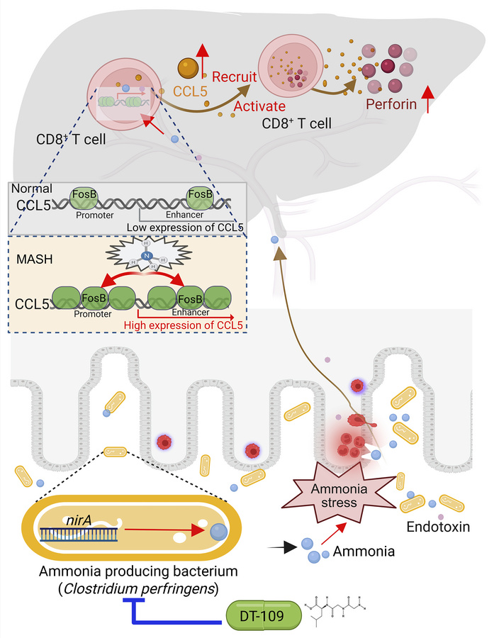graphical abstract