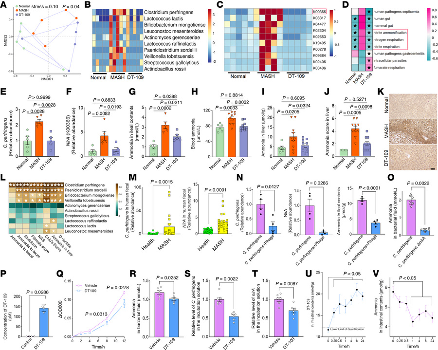 Elevated ammonia-producing gut bacteria in monkeys with MASH.
(A) Nonmet...