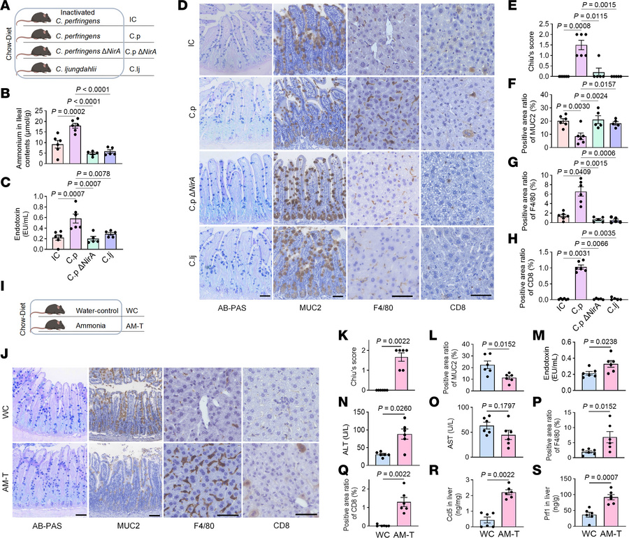 Ammonia produced by C. perfringens induces gut barrier disruption and he...