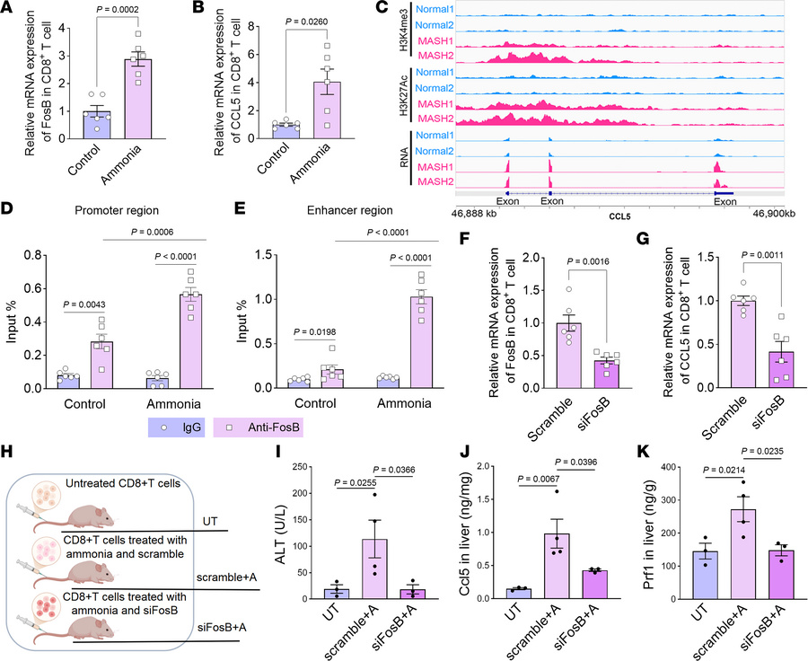 Elevated ammonia triggers FosB-mediated CCL5 expression in CD8+ T cells,...