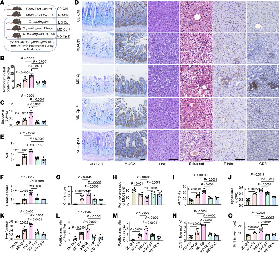 
C. perfringens–directed therapeutics suppress MASH progression in mice....