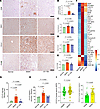 DT-109 effectively restores liver immune homeostasis in monkeys with MASH.