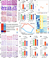 DT-109 alleviates intestinal barrier damage in monkeys with MASH.