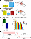 CED of dexamethasone leads to preferential and sustained drug exposure in t