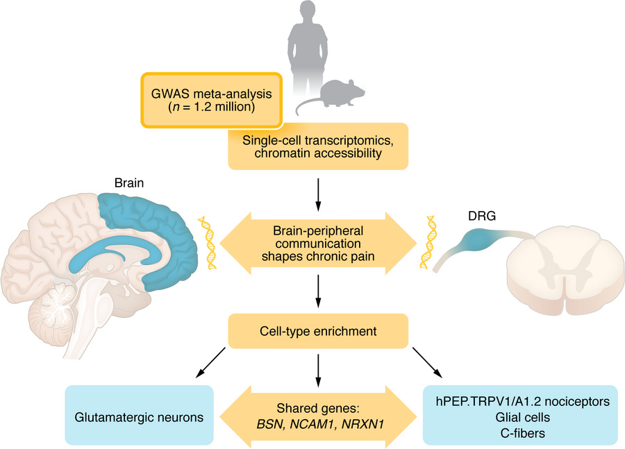 A genetic roadmap linking the brain and body in chronic pain.
Toikumo et...