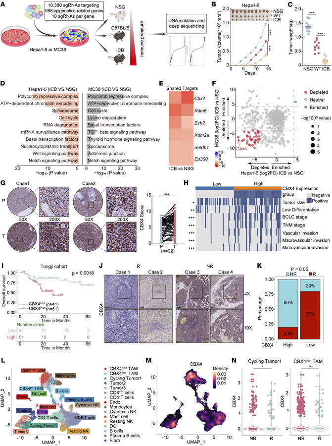 In vivo CRISPR screens identify CBX4 as an immune evasion target.
(A) Sc...