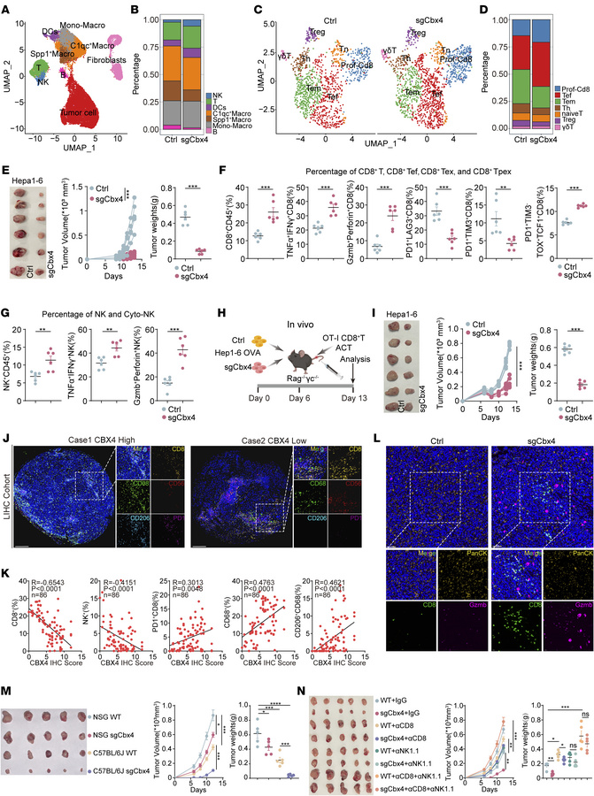 Loss of CBX4 in tumor cells augments CD8+ T cell and NK cell antitumor i...