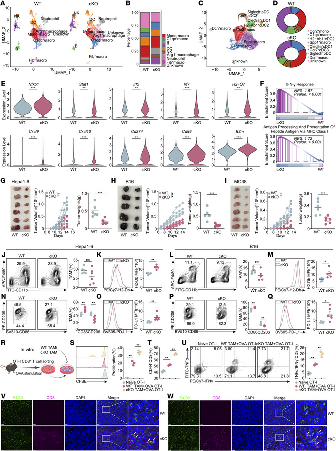 Depletion of CBX4 in macrophages induces an immunostimulatory phenotype....