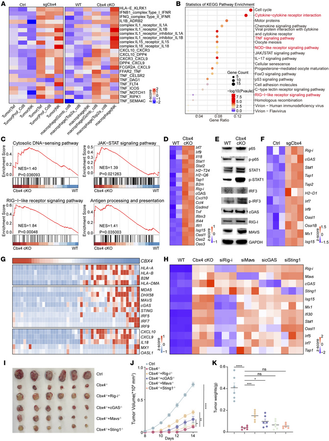 Depletion of CBX4 activates the type I IFN response through cytosolic RN...